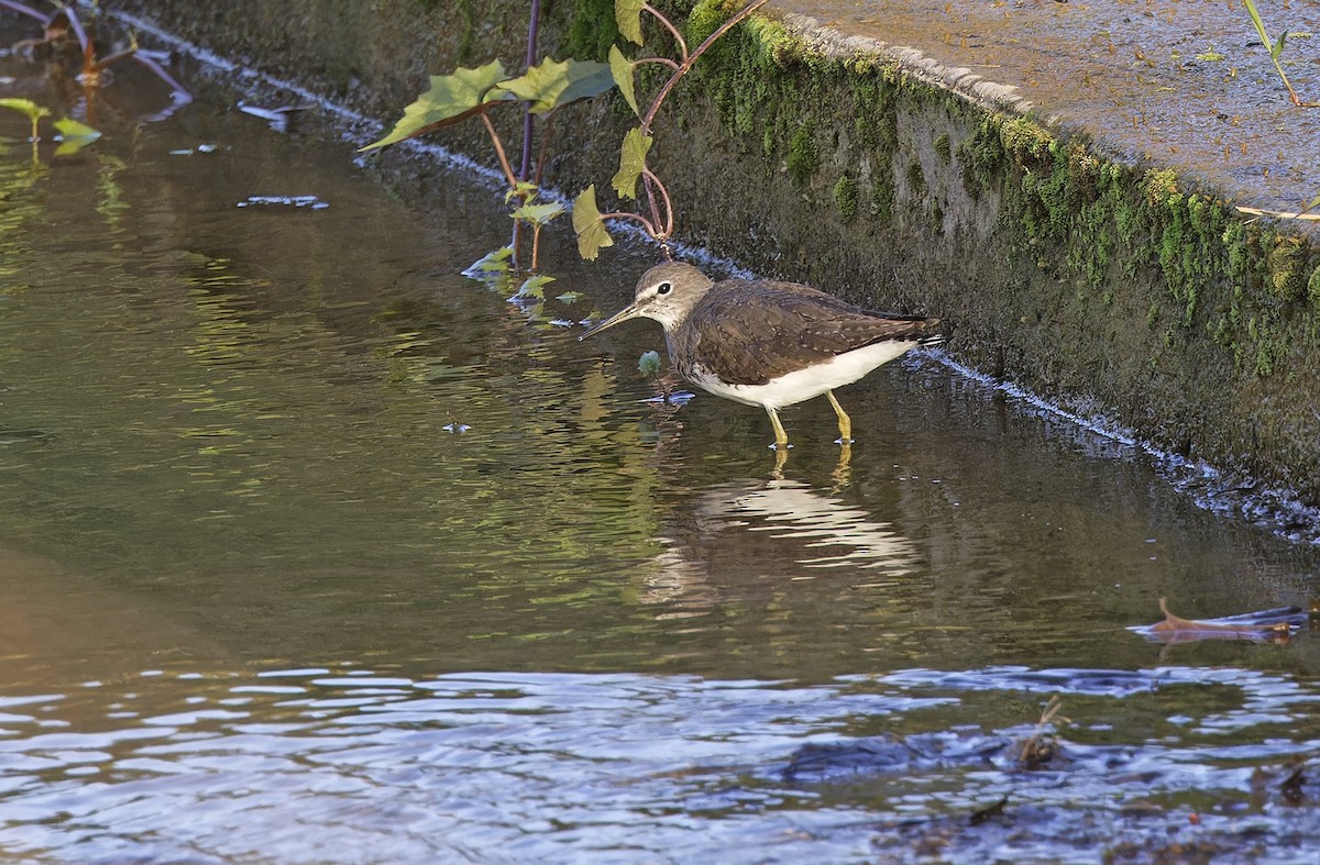 Green Sandpiper - ML629950006