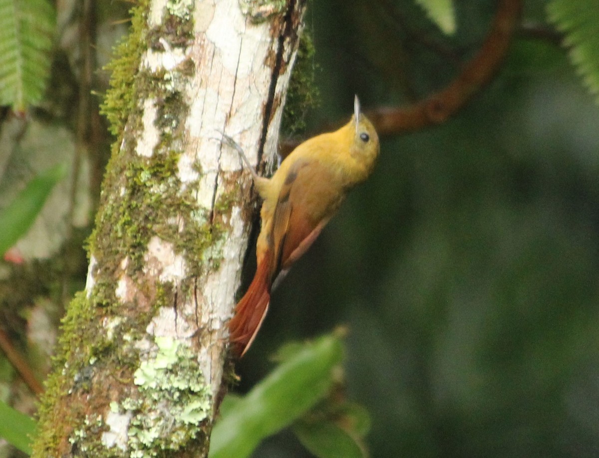 Olivaceous Woodcreeper - ML629950049