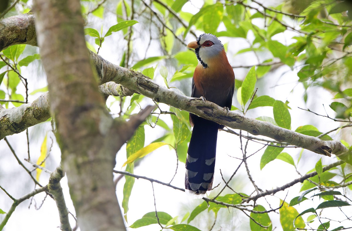Scale-feathered Malkoha - ML629950110