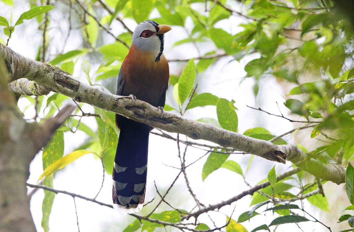 Scale-feathered Malkoha - ML629950111