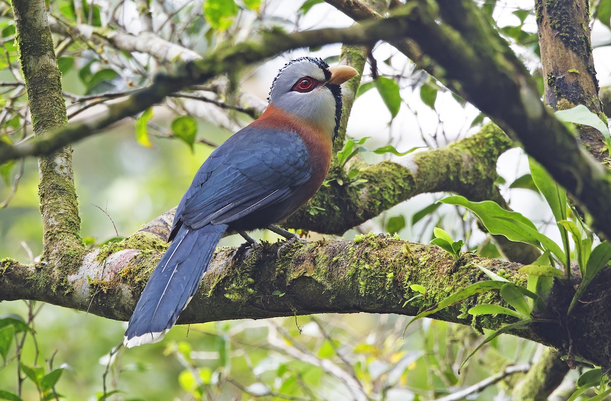 Scale-feathered Malkoha - ML629950112
