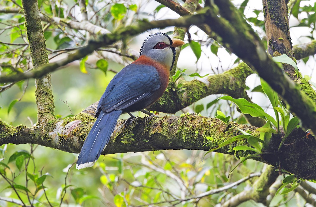 Scale-feathered Malkoha - ML629950116