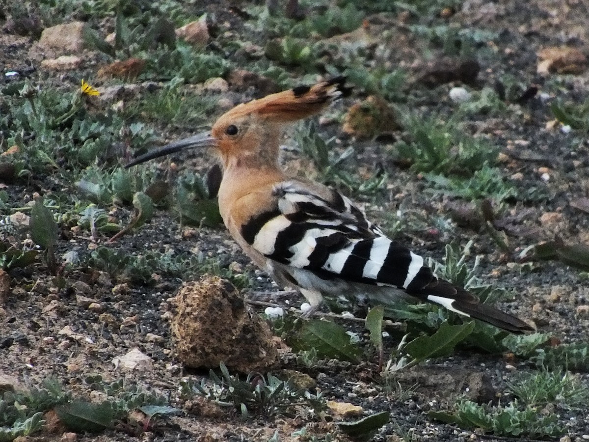 Eurasian Hoopoe - ML629950177