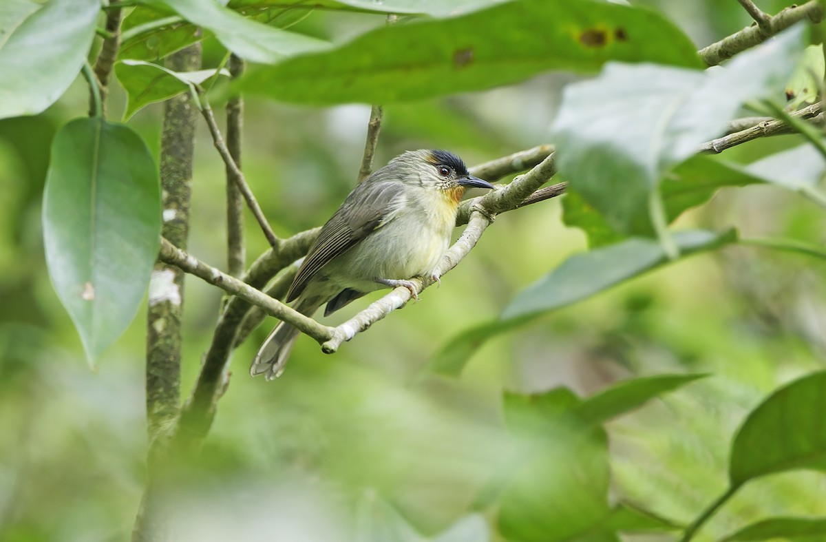 Calabarzon Babbler - ML629950182