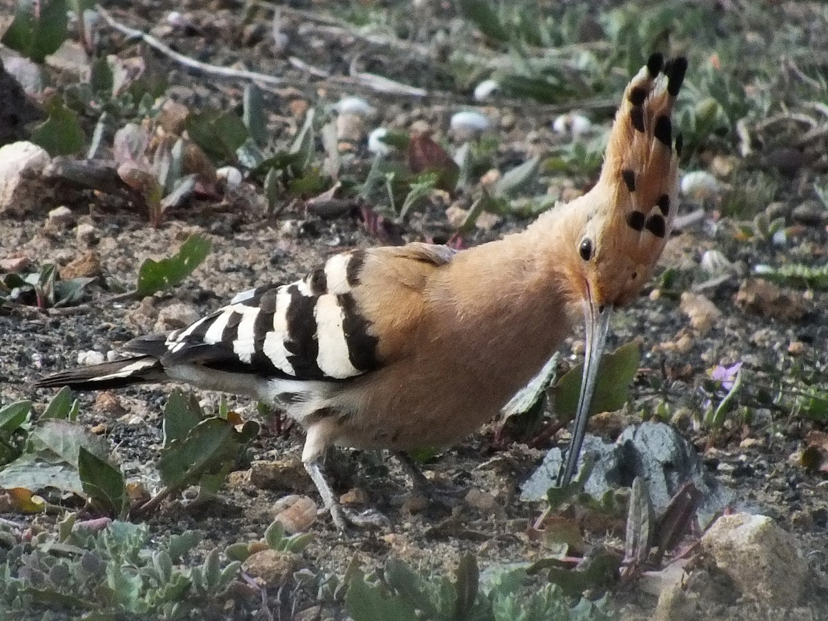 Eurasian Hoopoe - ML629950194