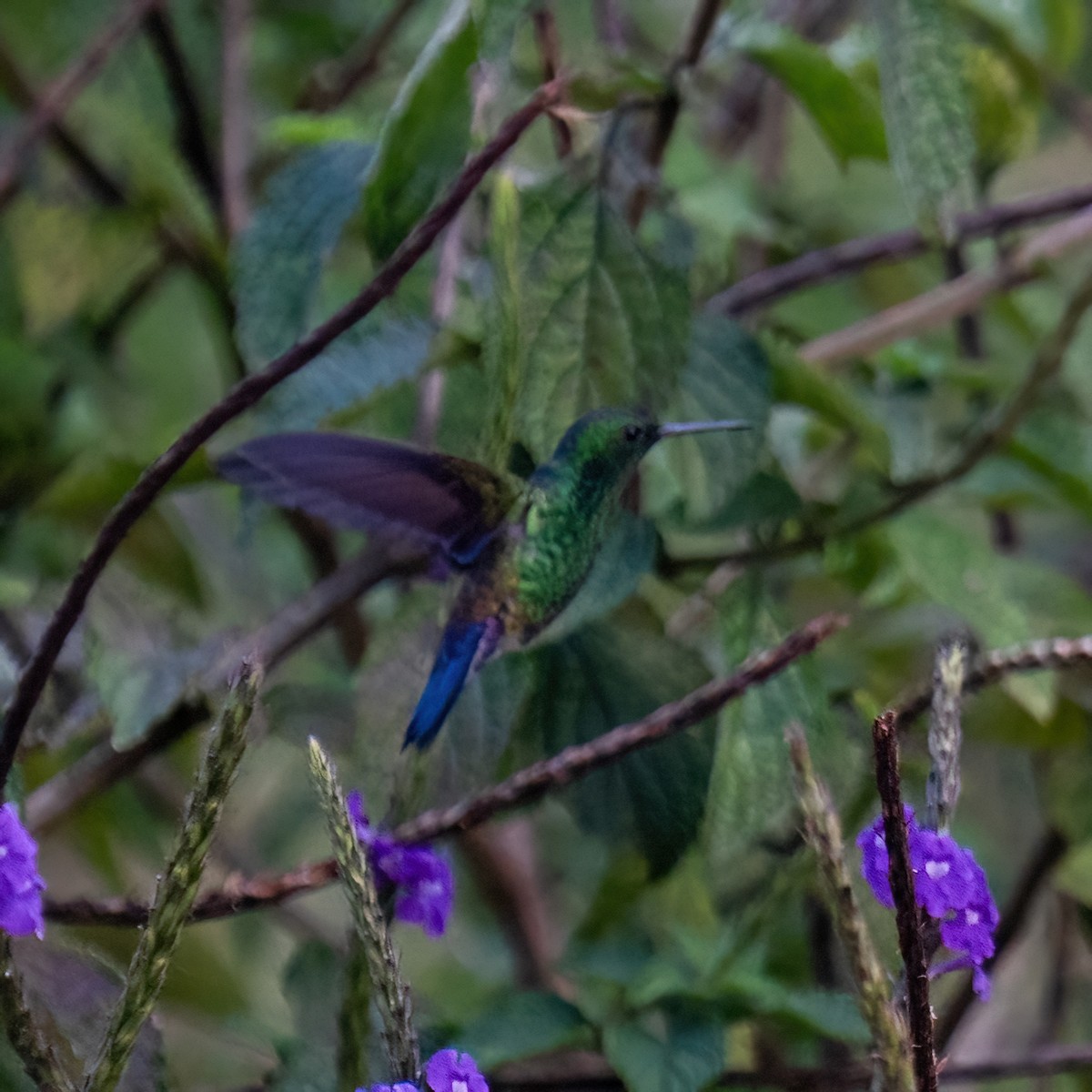 Blue-vented Hummingbird - ML629950264