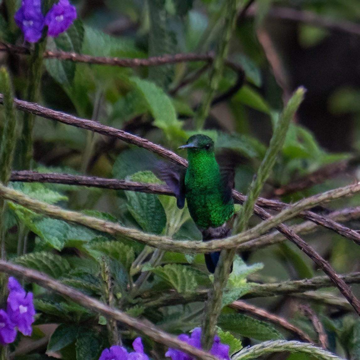 Blue-vented Hummingbird - ML629950265