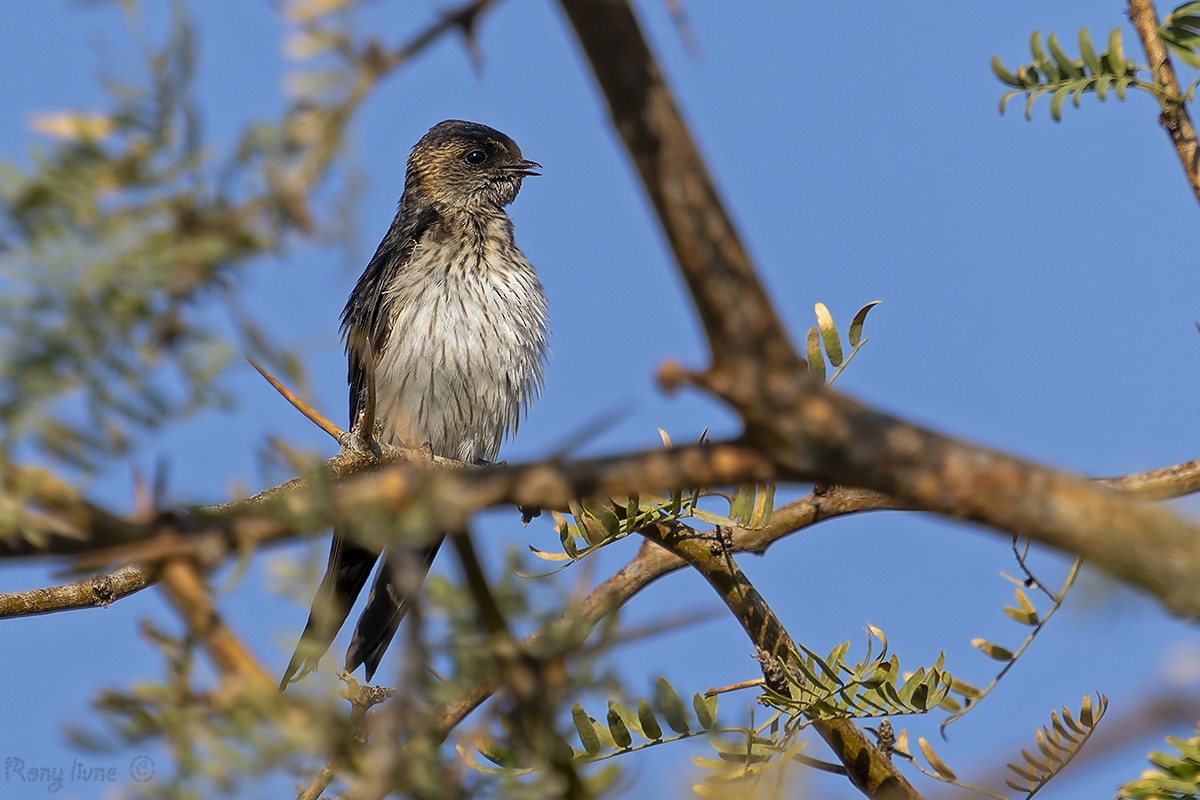Eastern Red-rumped Swallow - ML629950322