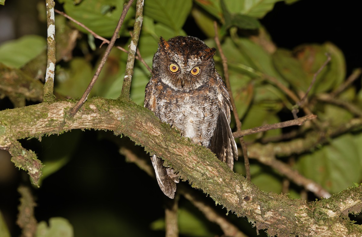 Luzon Scops-Owl - ML629950347