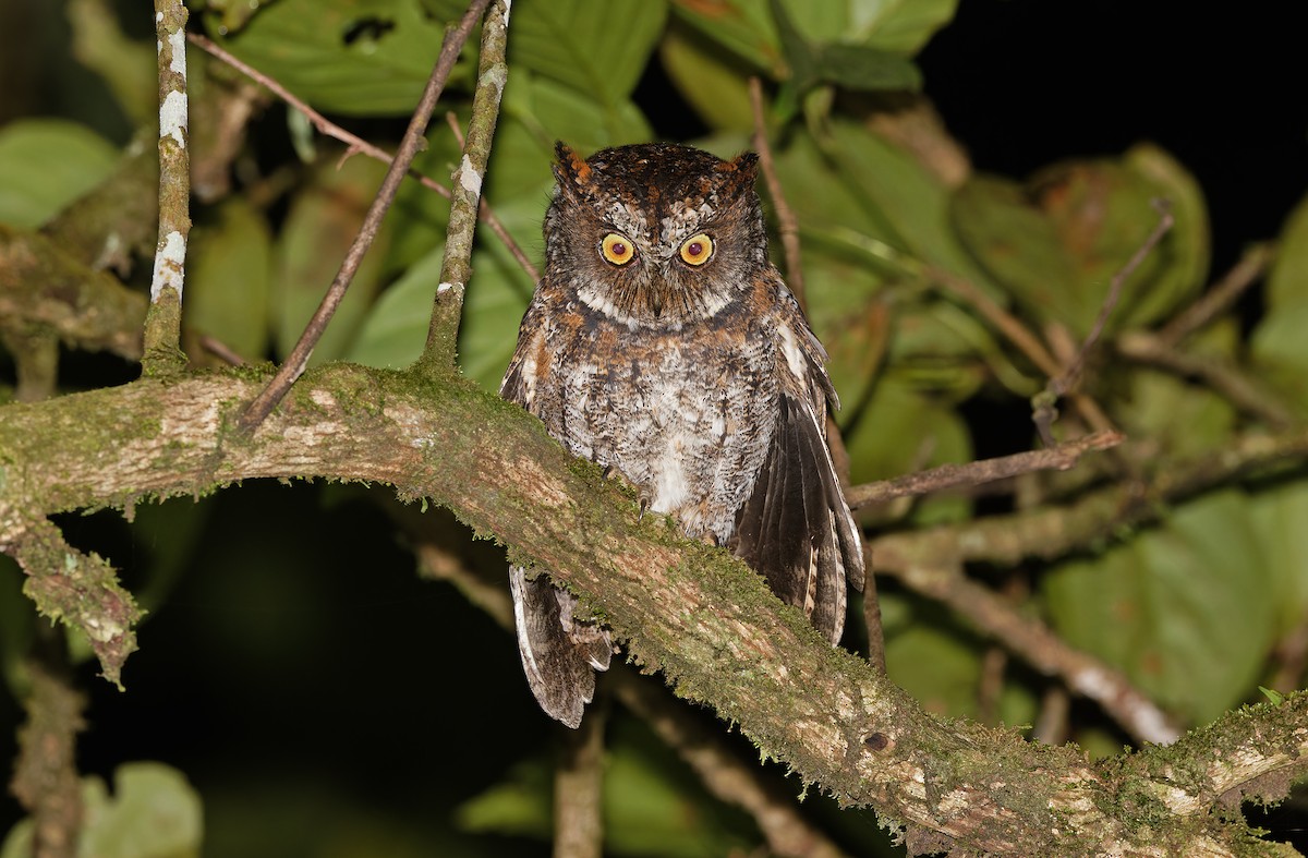 Luzon Scops-Owl - ML629950348