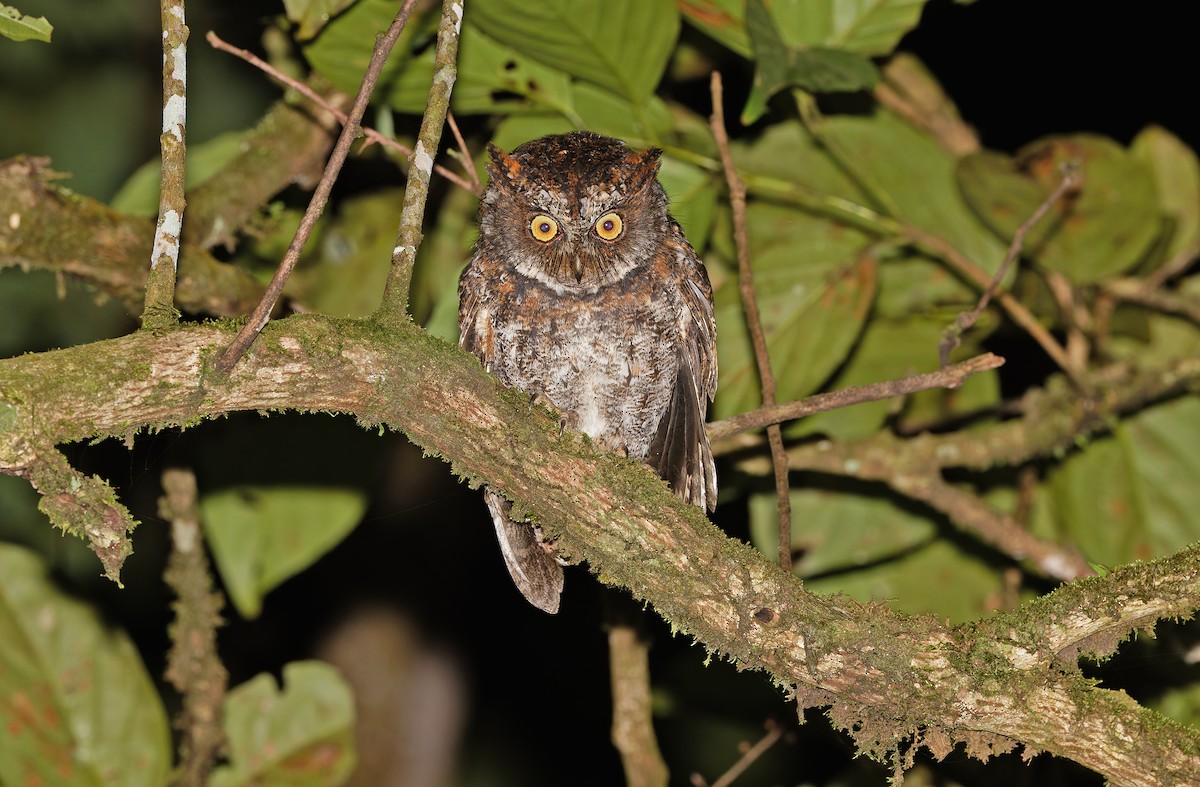 Luzon Scops-Owl - ML629950350