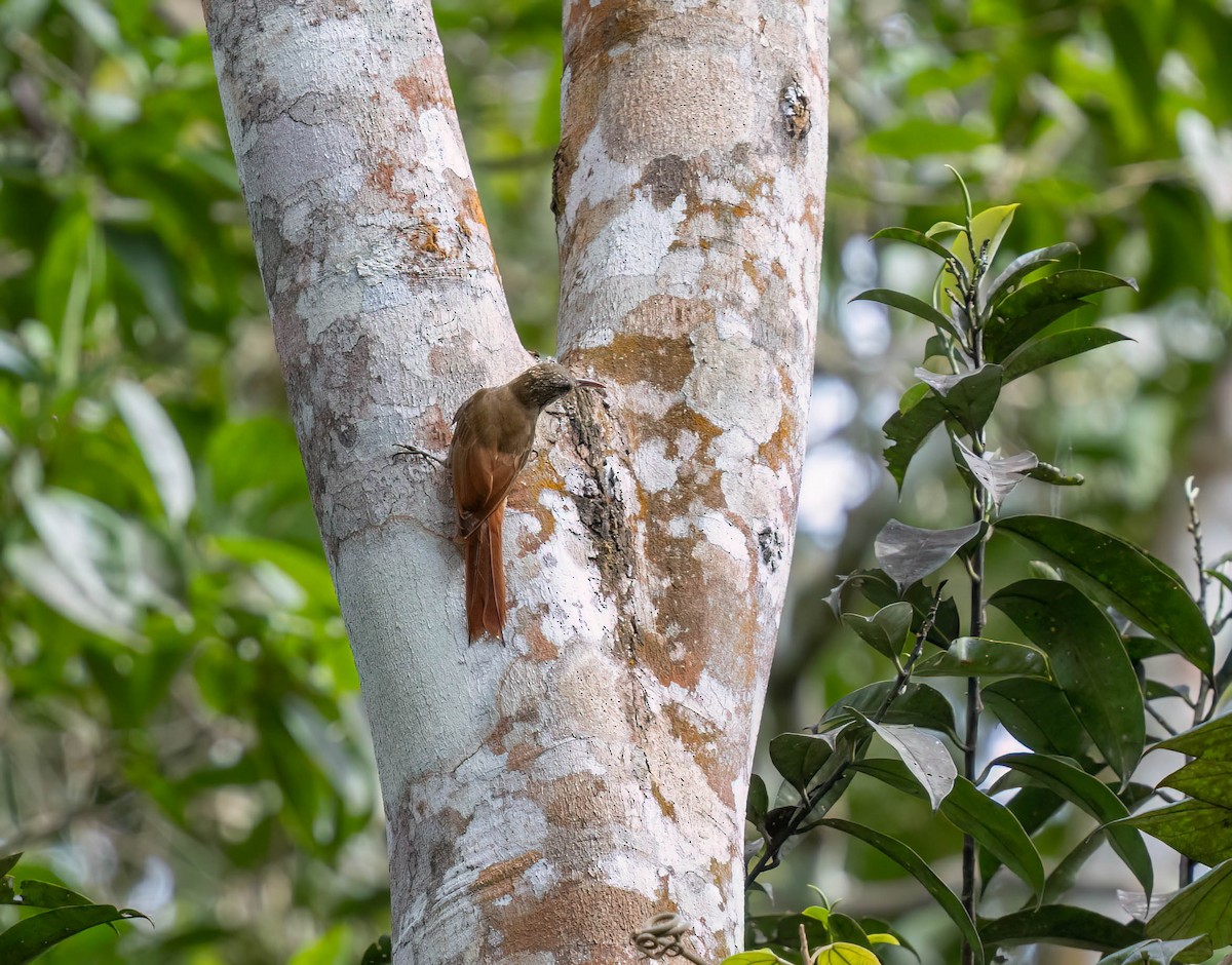 Dusky-capped Woodcreeper - ML629950398