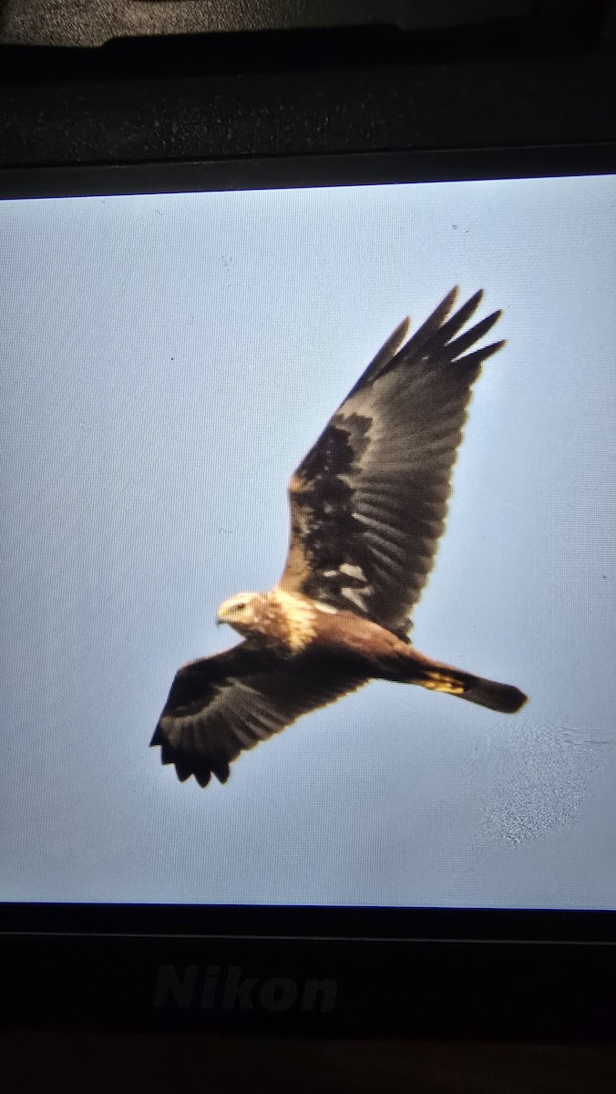 Eastern Marsh Harrier - ML629950453