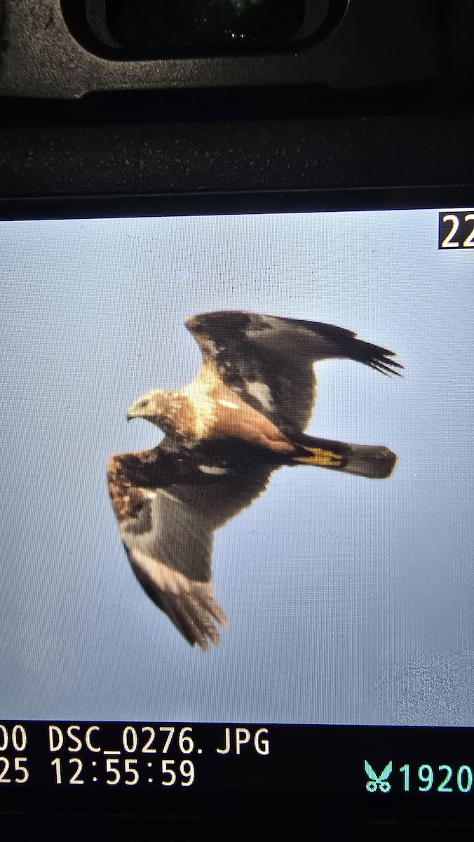 Eastern Marsh Harrier - ML629950454