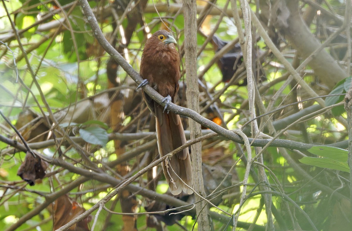 Rufous Coucal - ML629950479