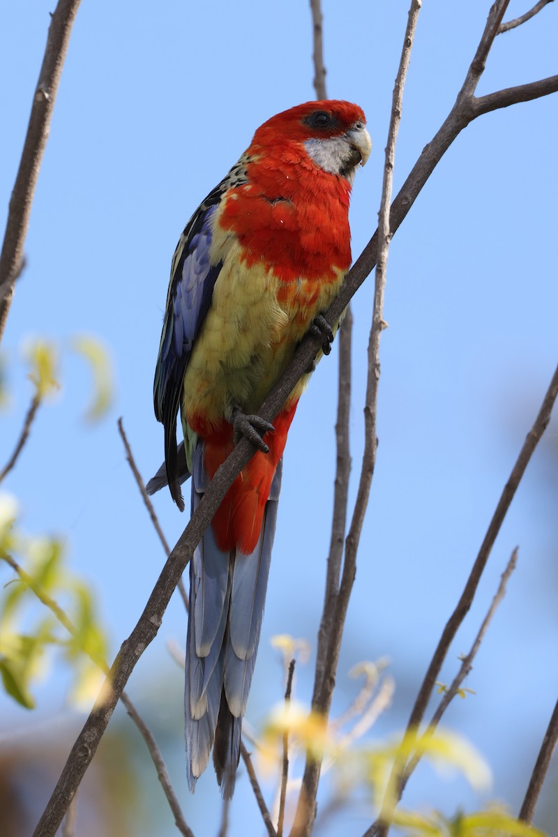 Eastern Rosella - ML629950524