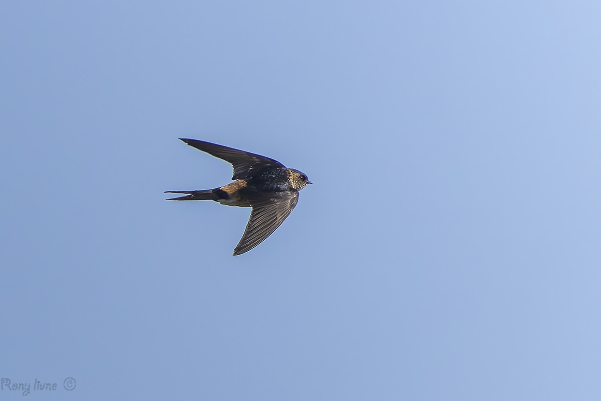 Eastern Red-rumped Swallow - ML629950691