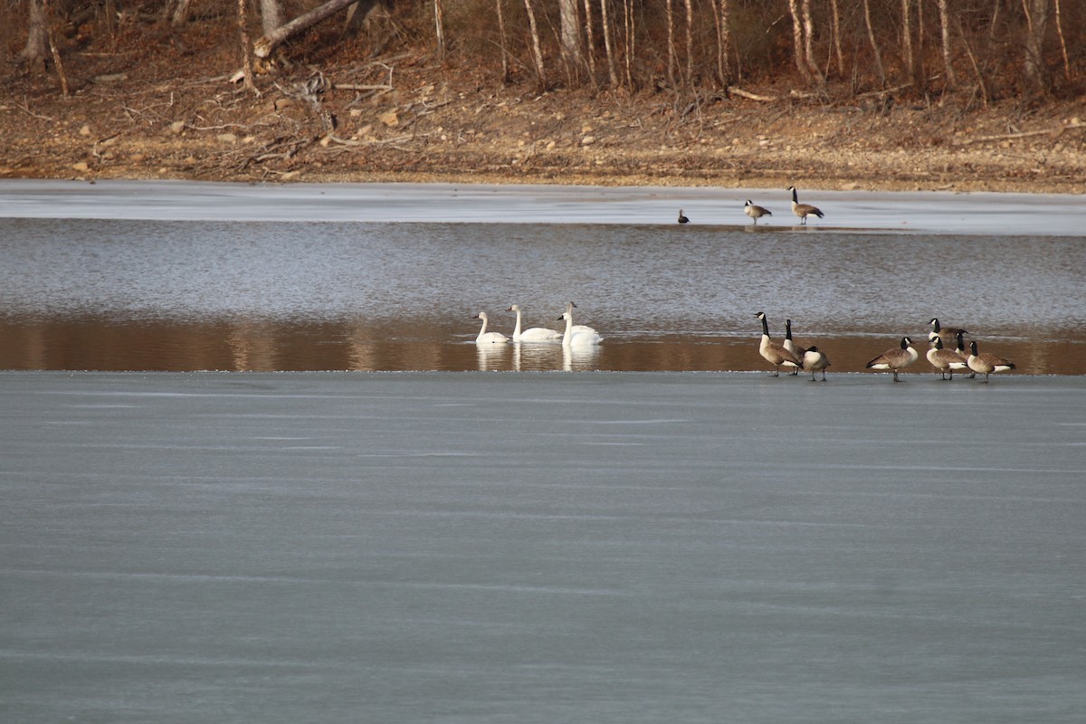 Zwergschwan - ML629950939