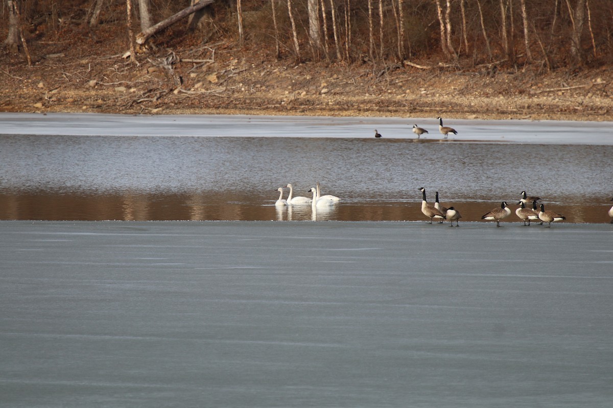 Zwergschwan - ML629950942