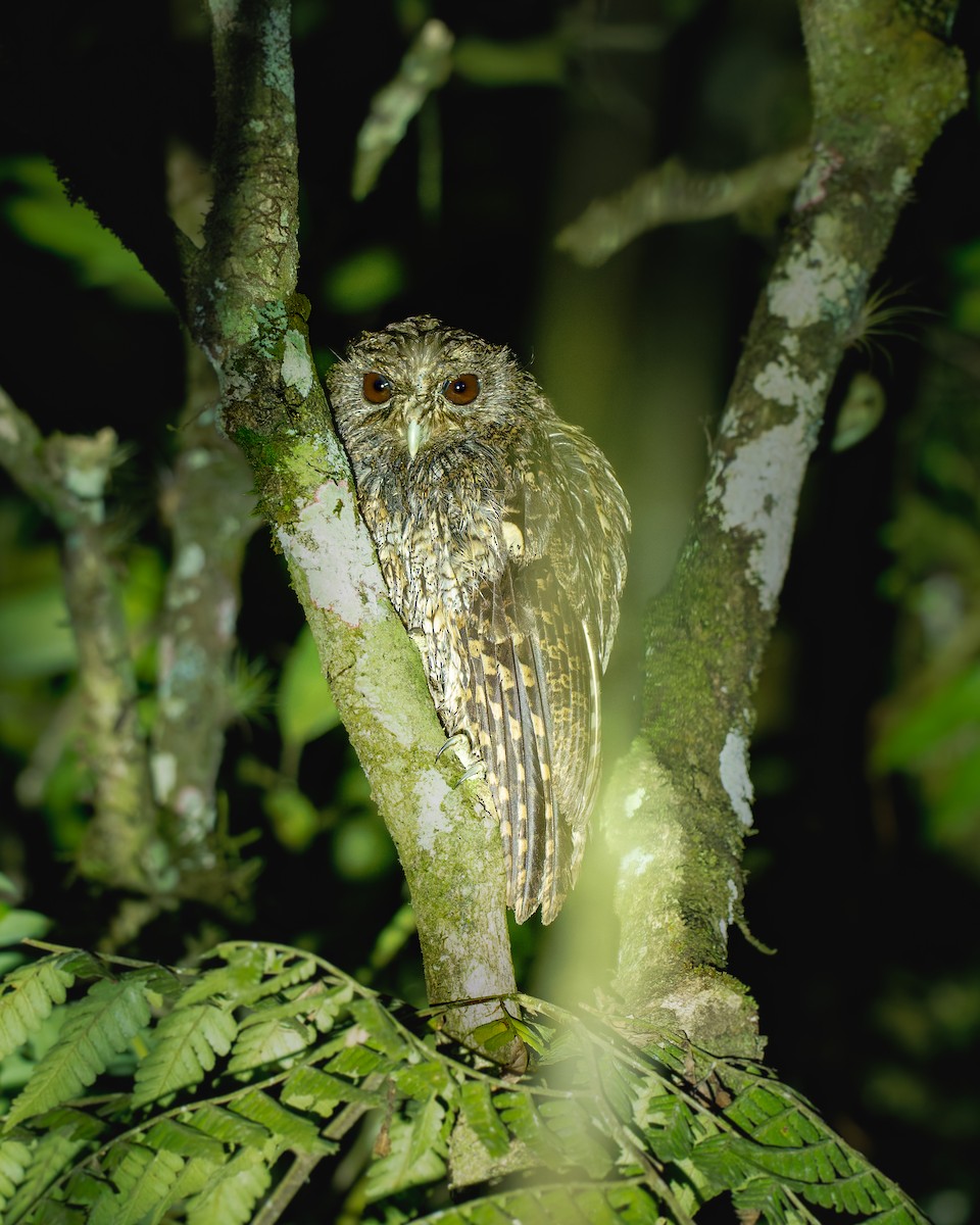 Black-capped Screech-Owl - ML629951154
