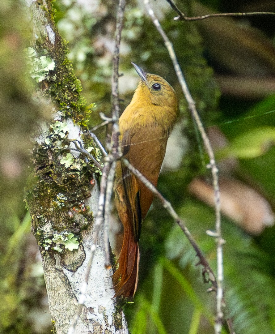 Olivaceous Woodcreeper - ML629951453