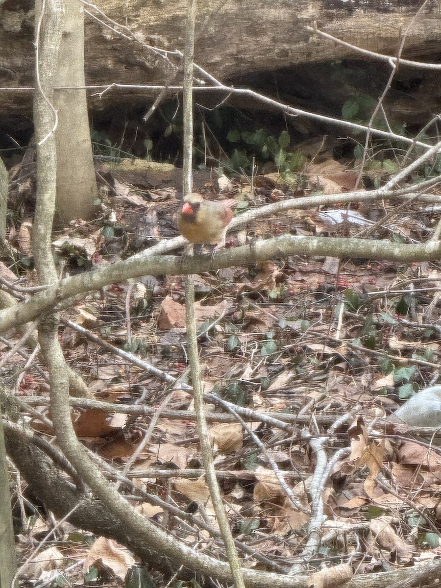 Northern Cardinal - ML629951531