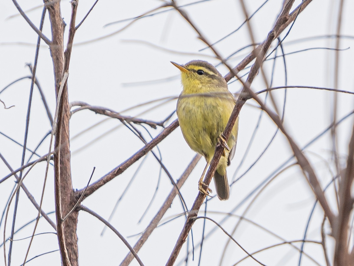 Tickell's Leaf Warbler - ML629951667
