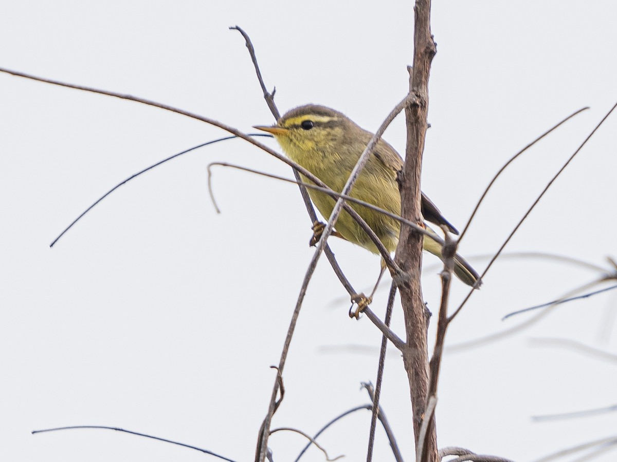 Tickell's Leaf Warbler - ML629951668