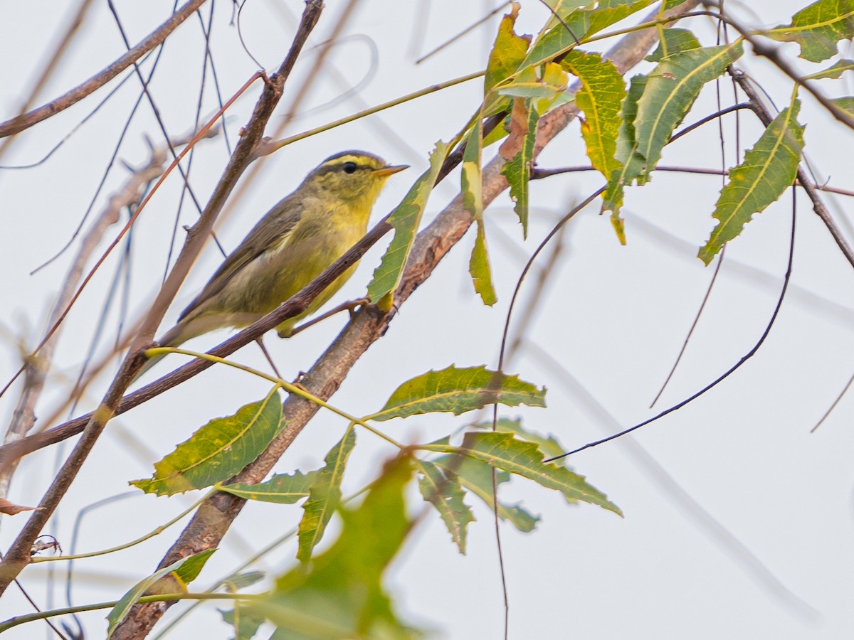 Tickell's Leaf Warbler - ML629951669