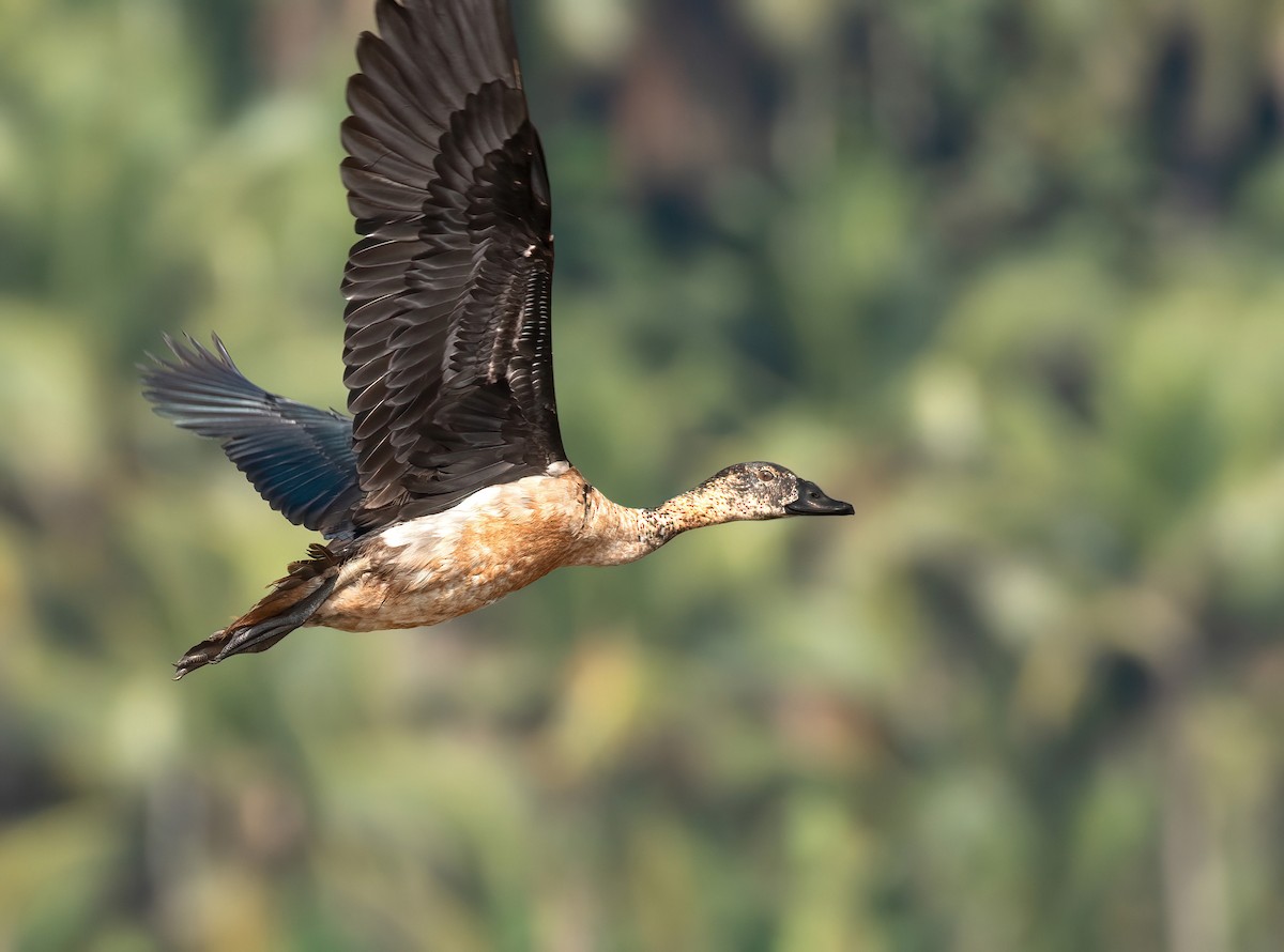 Knob-billed Duck - ML629951800
