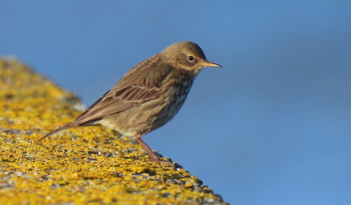 Rock Pipit - ML629951823