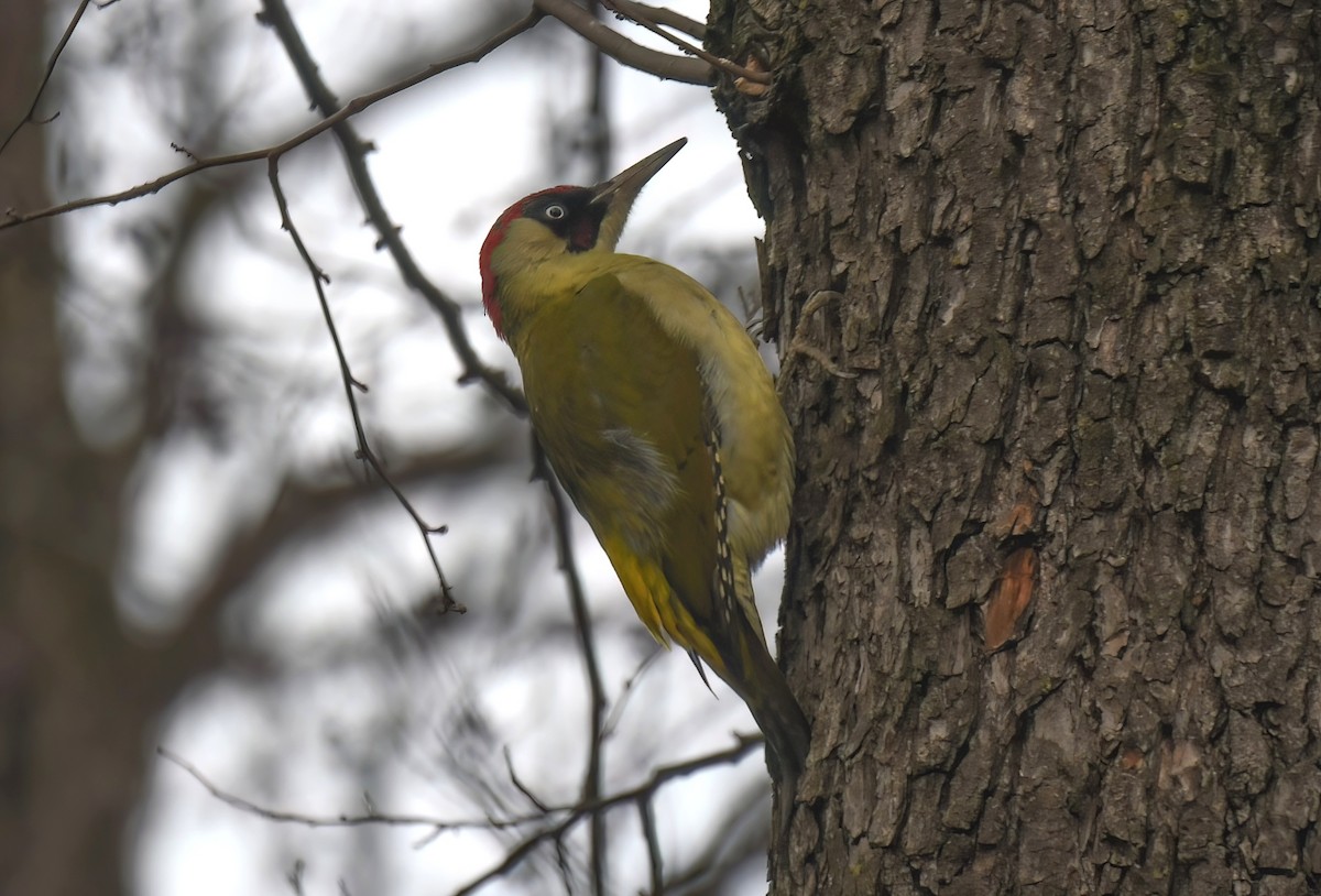 Eurasian Green Woodpecker - ML629951908