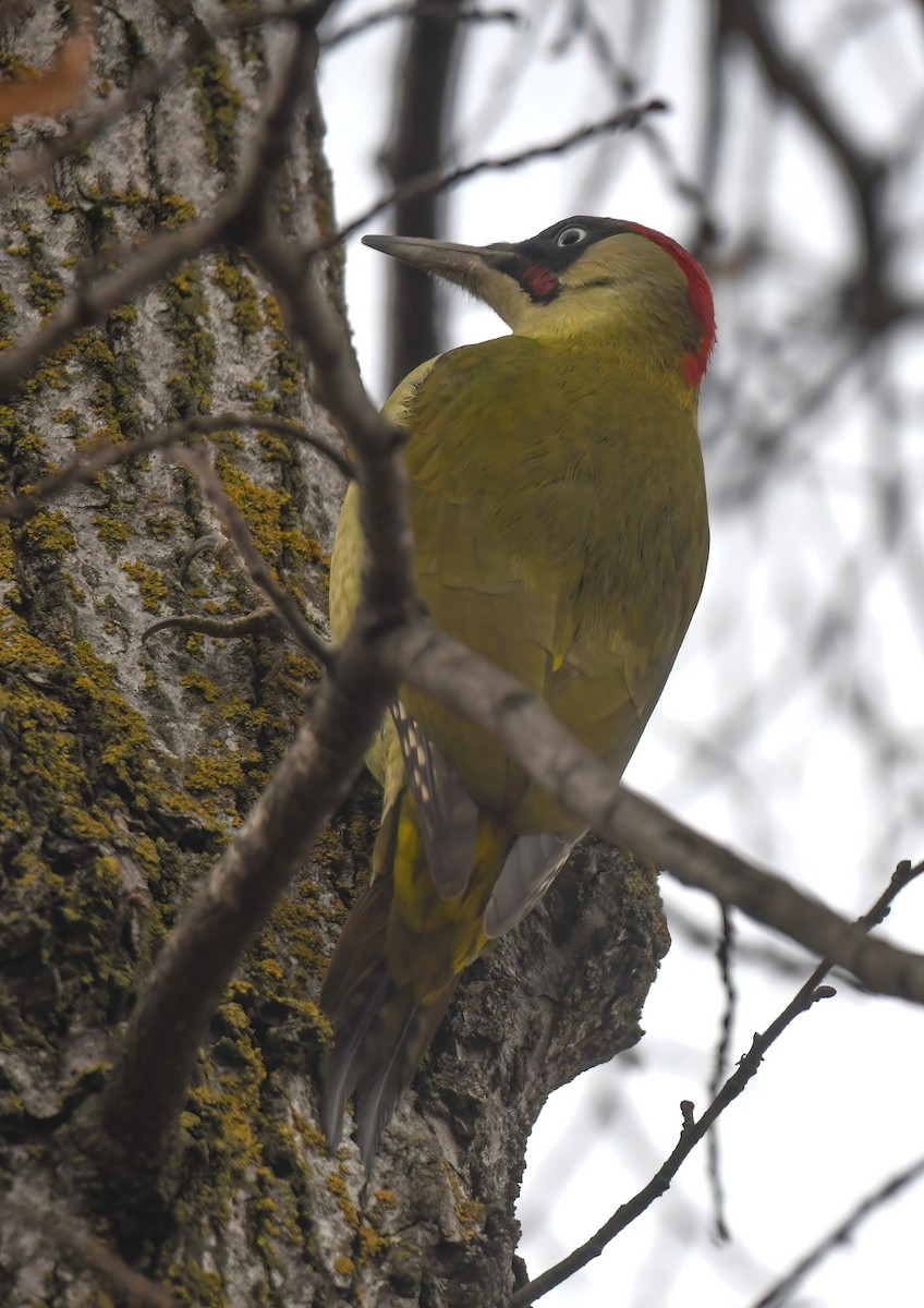 Eurasian Green Woodpecker - ML629951912