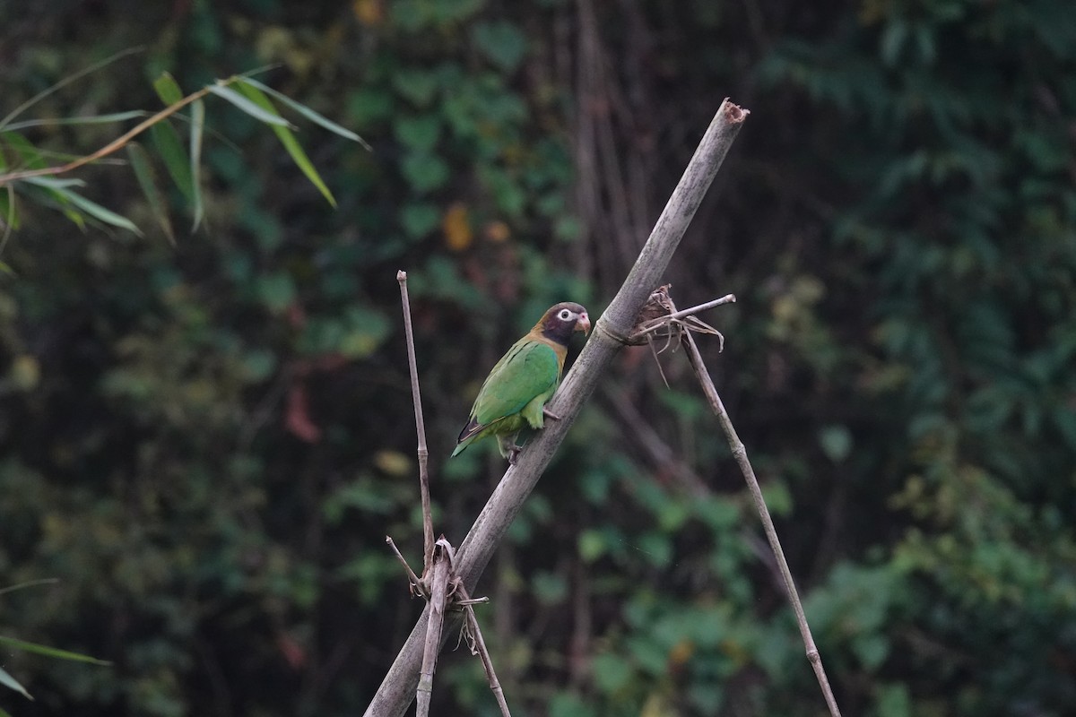 Brown-hooded Parrot - ML629952047