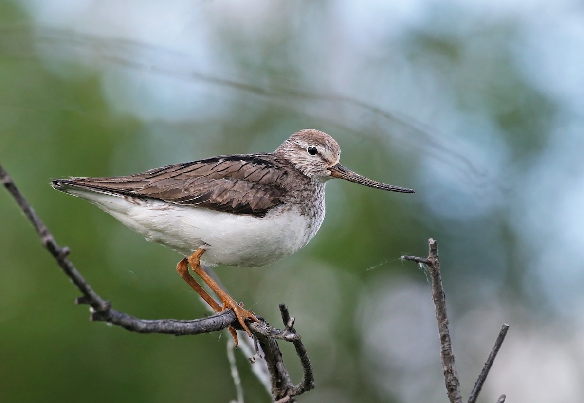 Terek Sandpiper - Andrew Spencer