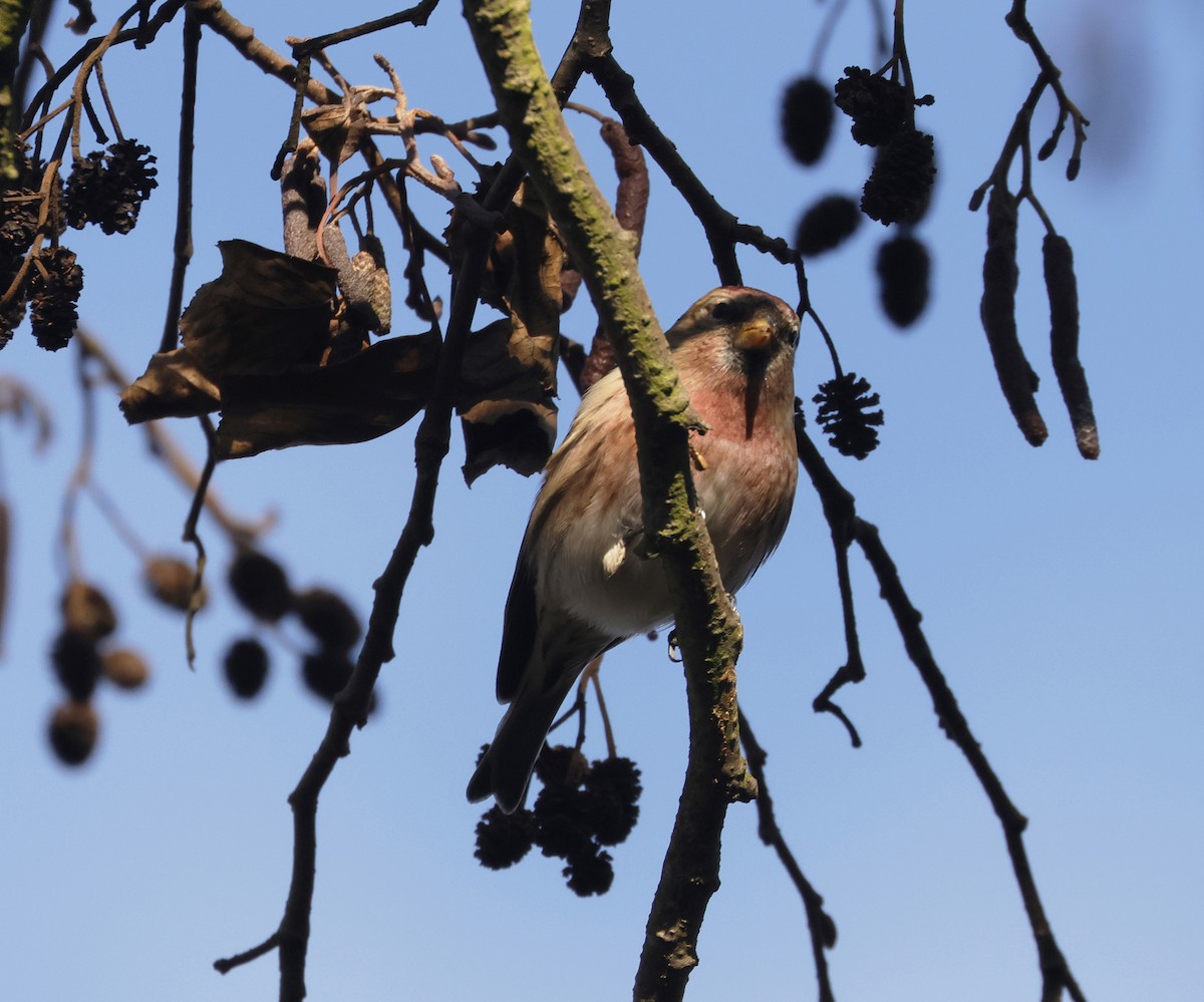 Redpoll (Common/Lesser) - ML629952483