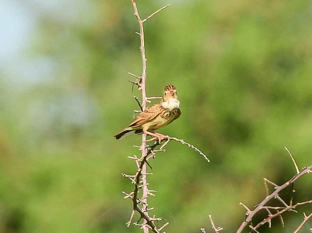 Monotonous Lark - ML629952571