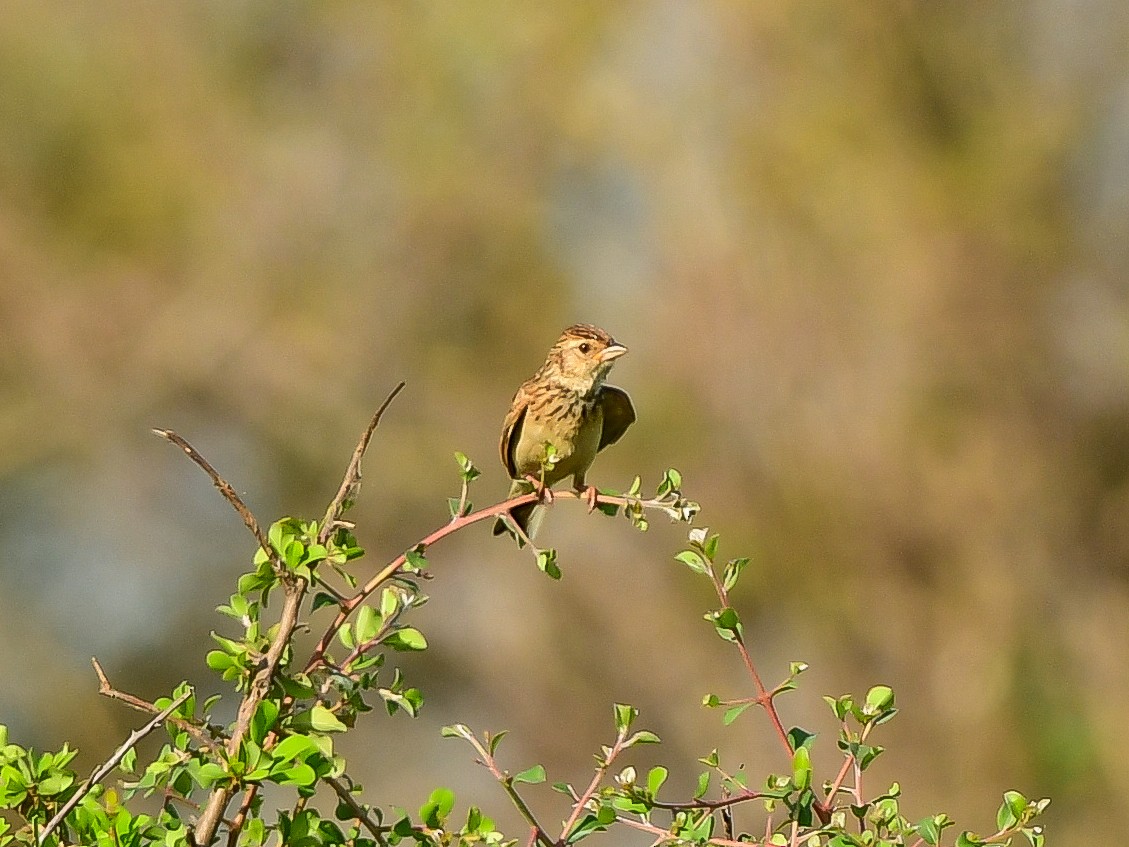 Monotonous Lark - ML629952572