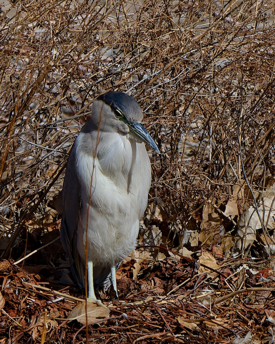 Black-crowned Night Heron - ML629952631