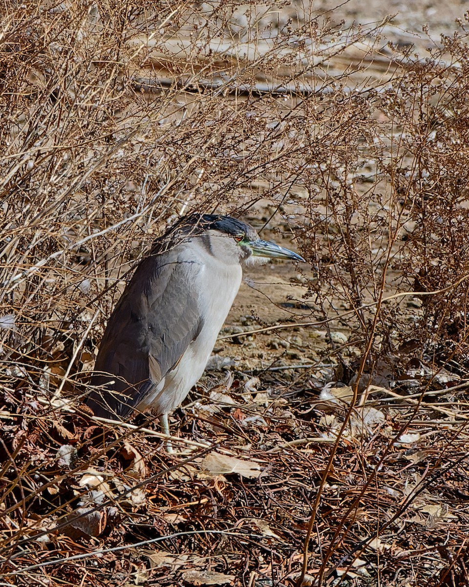 Black-crowned Night Heron - ML629952632
