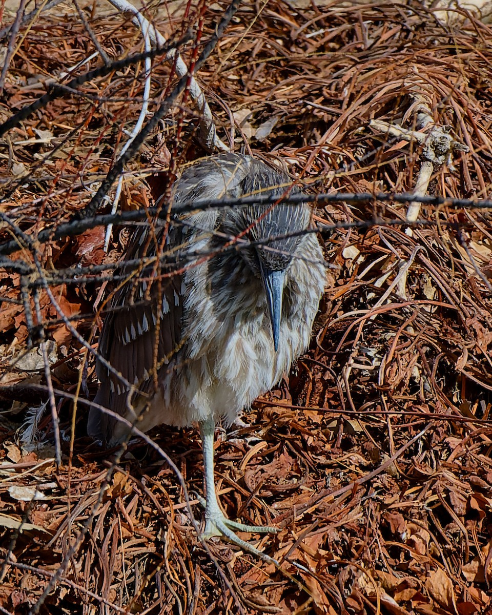 Black-crowned Night Heron - ML629952633
