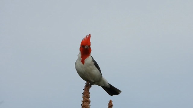 Red-crested Cardinal - ML629952684