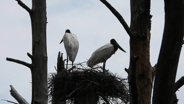 Jabiru d'Amérique - ML629952735