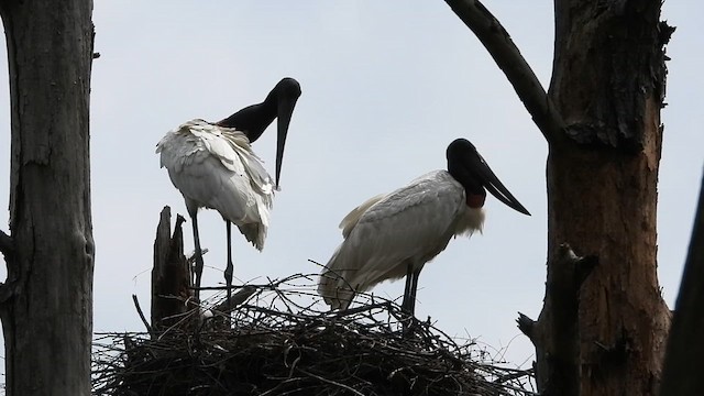 Jabiru d'Amérique - ML629952736