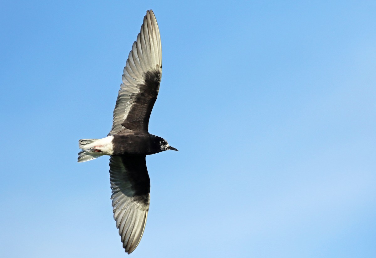 White-winged Tern - ML62995281