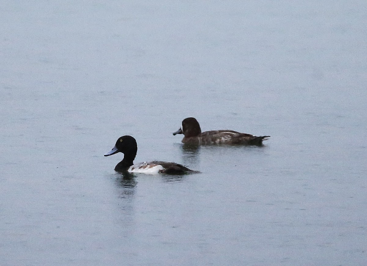 Lesser Scaup - Guadalupe Esquivel Uribe