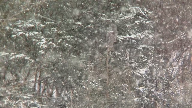 Great Gray Owl - ML629952983