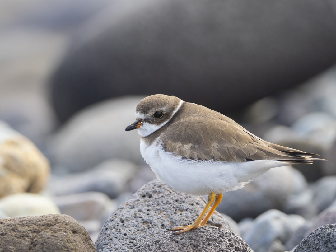 Semipalmated Plover - José Manuel Caballero Fernández