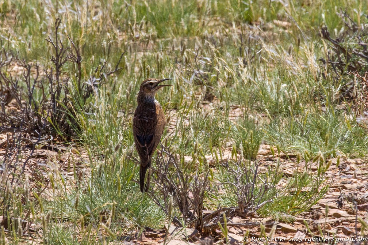Karoo Long-billed Lark (Karoo) - ML629953333