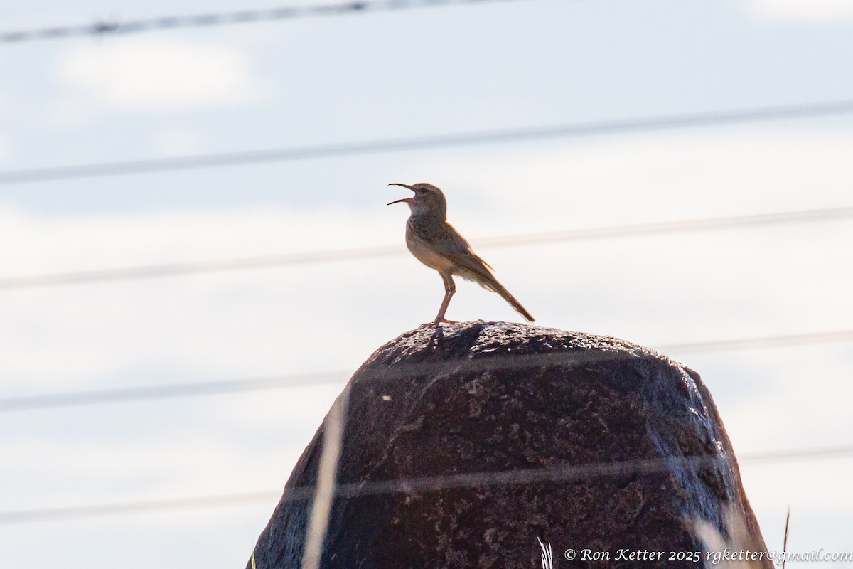 Karoo Long-billed Lark (Karoo) - ML629953377